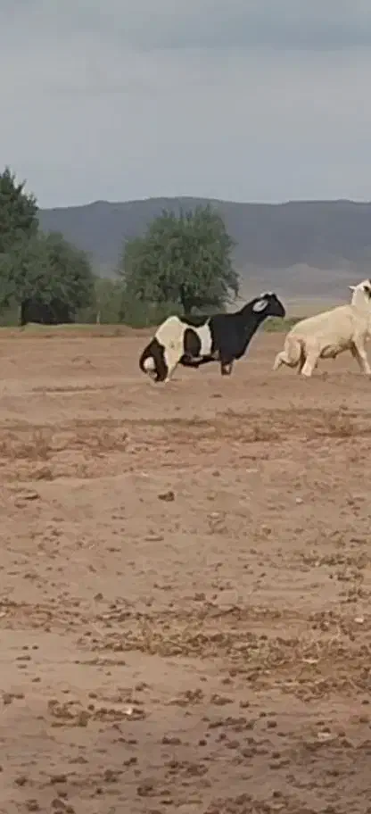 دوعدد قوچ اصل میاندوآب پرش تضمینی|حیوانات مزرعه|خوی, |دیوار