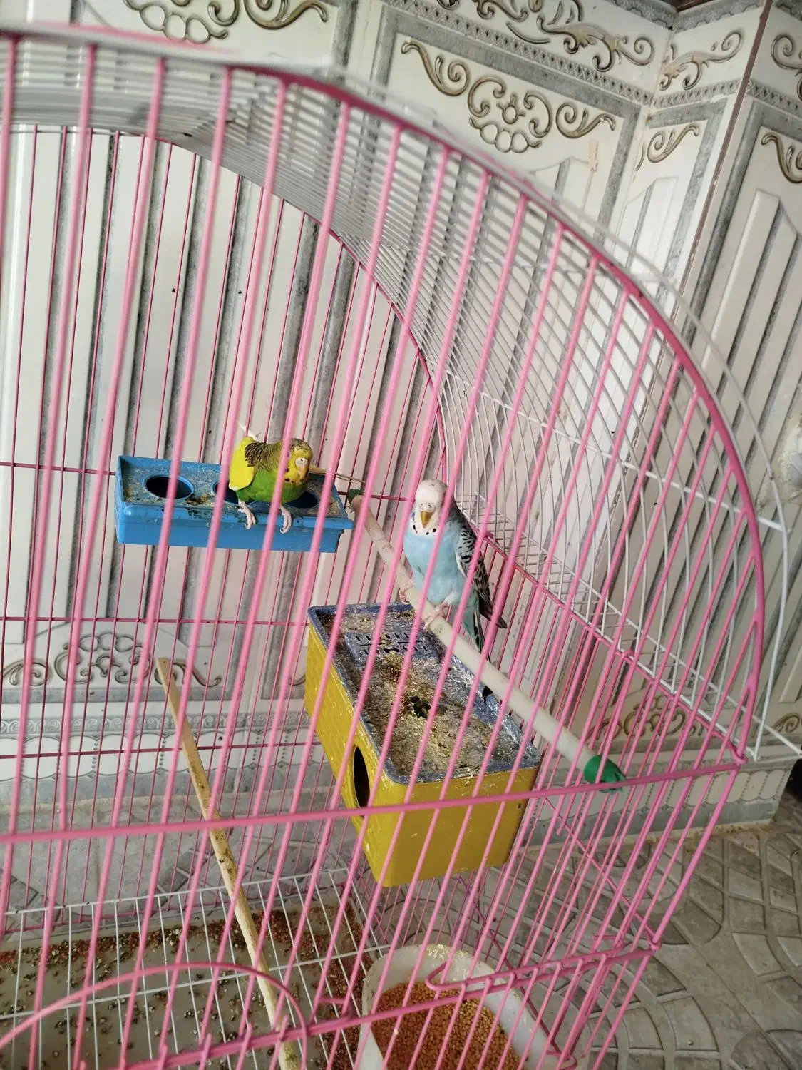 جفت مرغ عشق|پرنده|ساوه, |دیوار