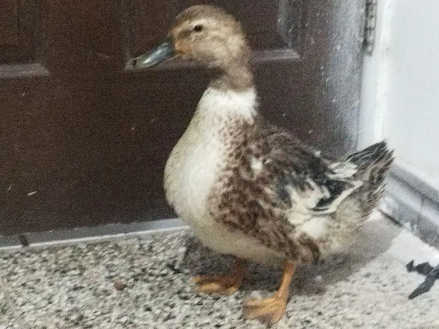 اردک بزرگ|حیوانات مزرعه|فولادشهر, مسکن مهر فولادشهر|دیوار