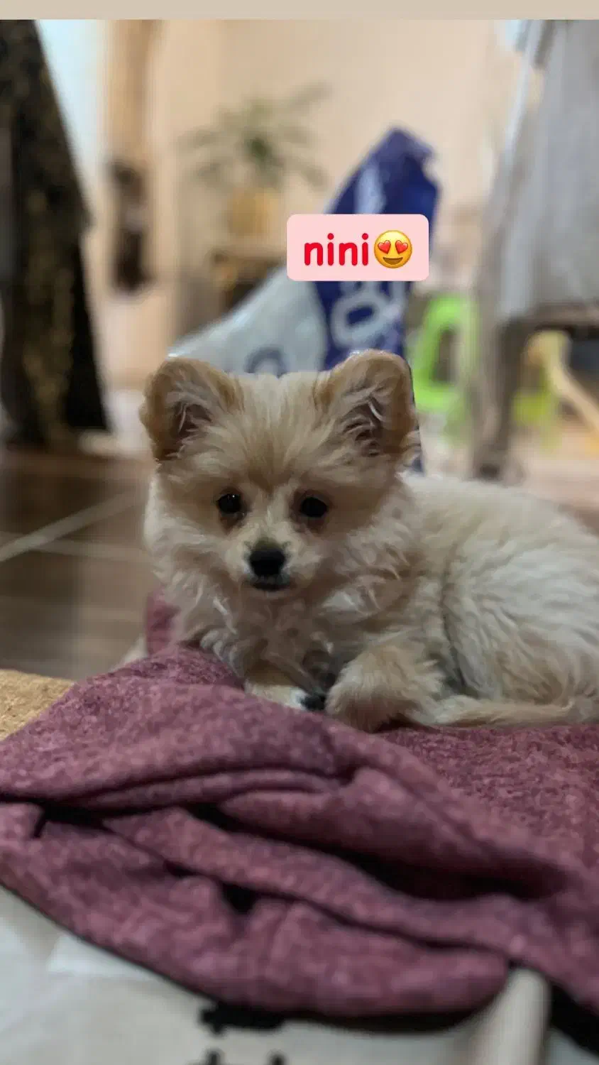 سگ پامرین|سگ|آستارا, |دیوار