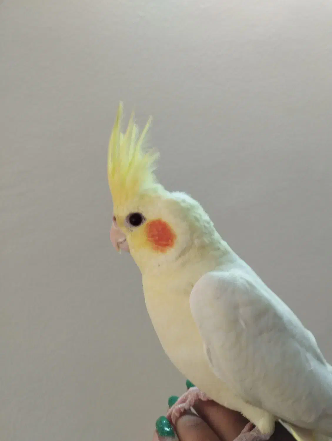 عروس هلندی نر لوتینو دستی|پرنده|شاهینشهر, مسکن مهر|دیوار