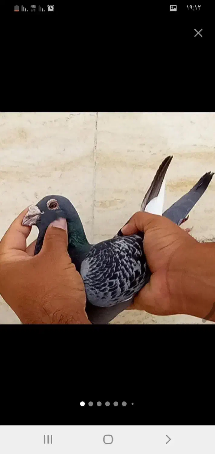 کبوتر|پرنده|جاپلق, |دیوار