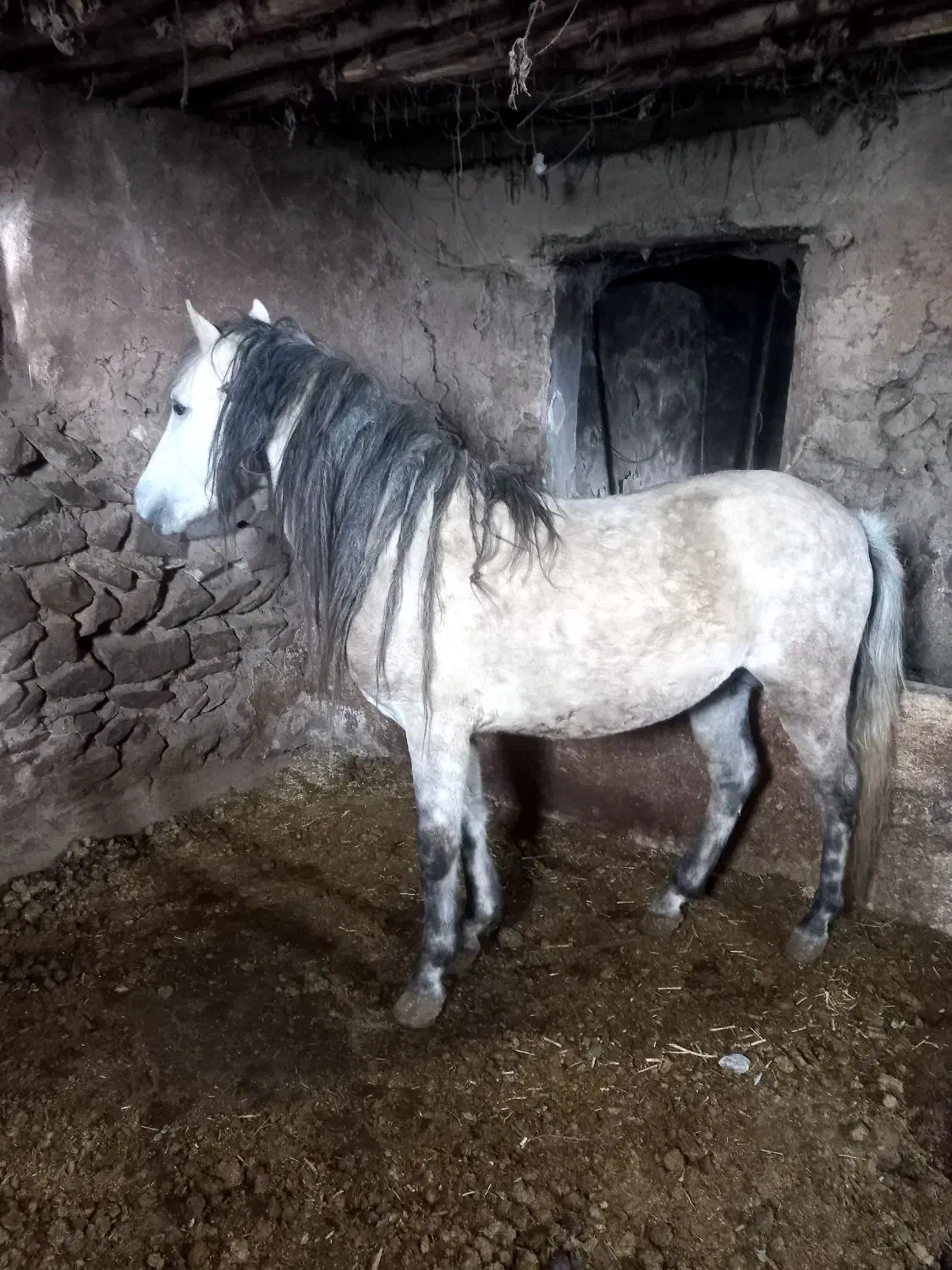 اسب|اسب و تجهیزات اسب‌سواری|شاهین دژ, |دیوار