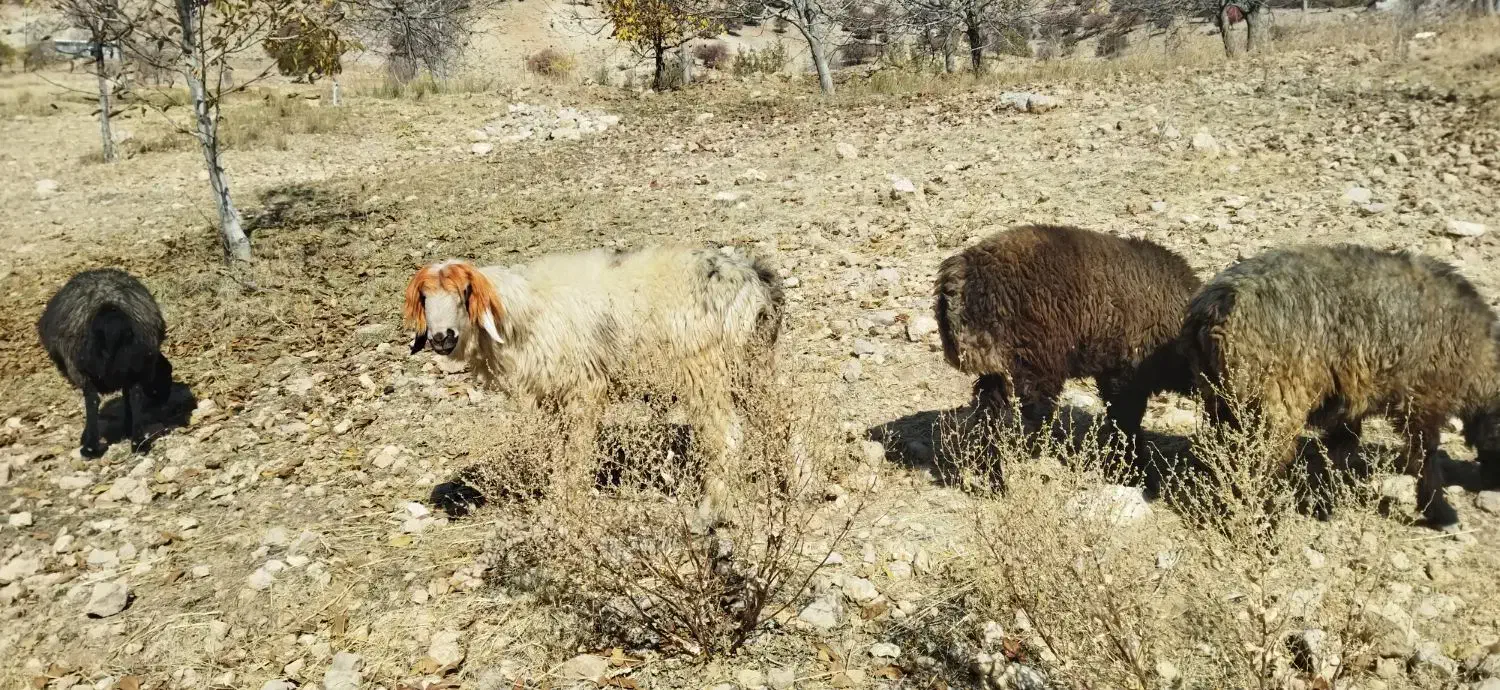 بره قوچ|حیوانات مزرعه|مارگون, |دیوار