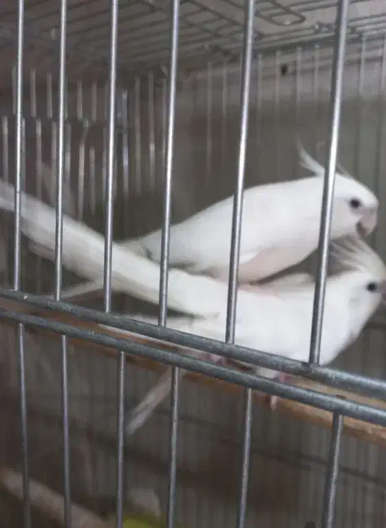 جفت آلبینو کینگ سایز فالو با ۴عدد جوجه|پرنده|حمیدیا, |دیوار