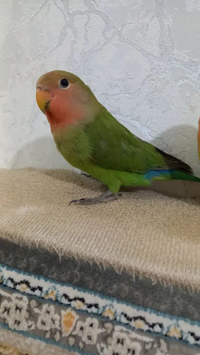 طوطی برزیلی|پرنده|تاکستان, |دیوار