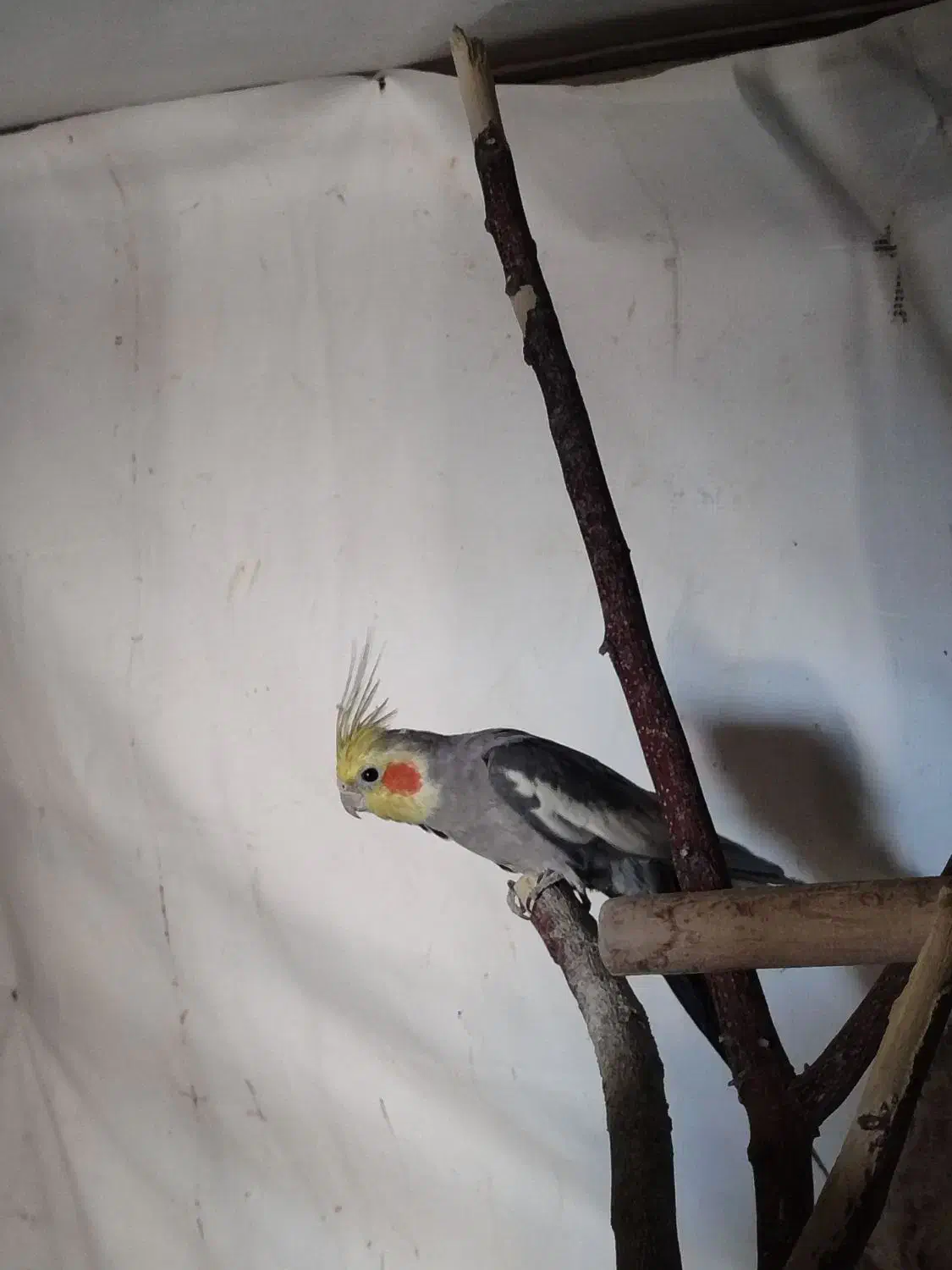 مرغ عروس هلندی|پرنده|کاشان, کارگر|دیوار