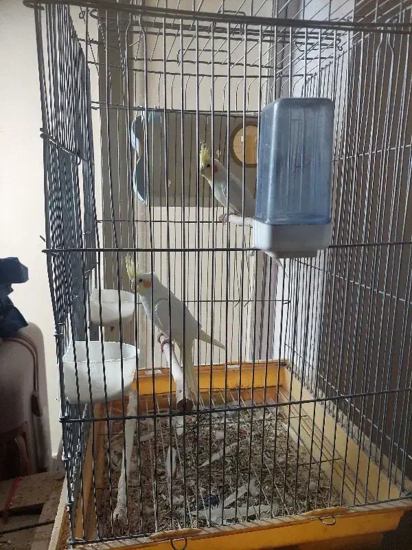 عروس هلندی با جوجه|پرنده|مرودشت, ابوذر شمالی|دیوار