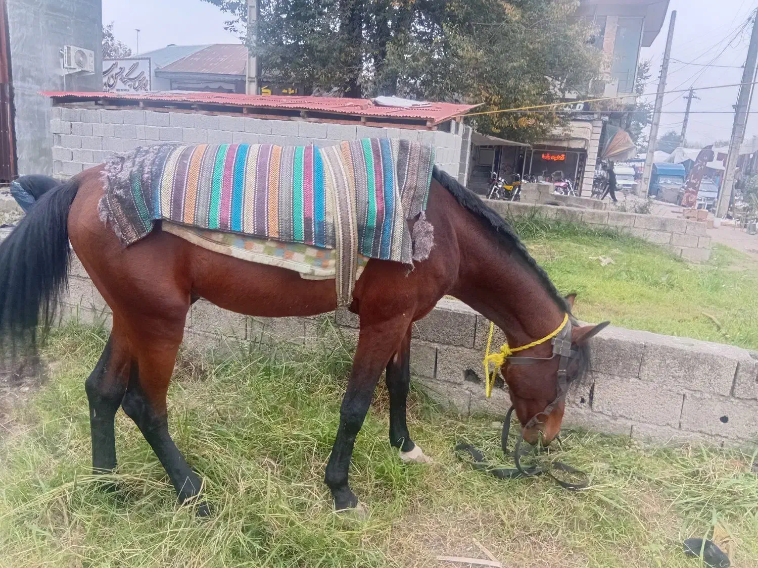 اسب چابک عرب ترکمن|اسب و تجهیزات اسب‌سواری|ماسال, |دیوار