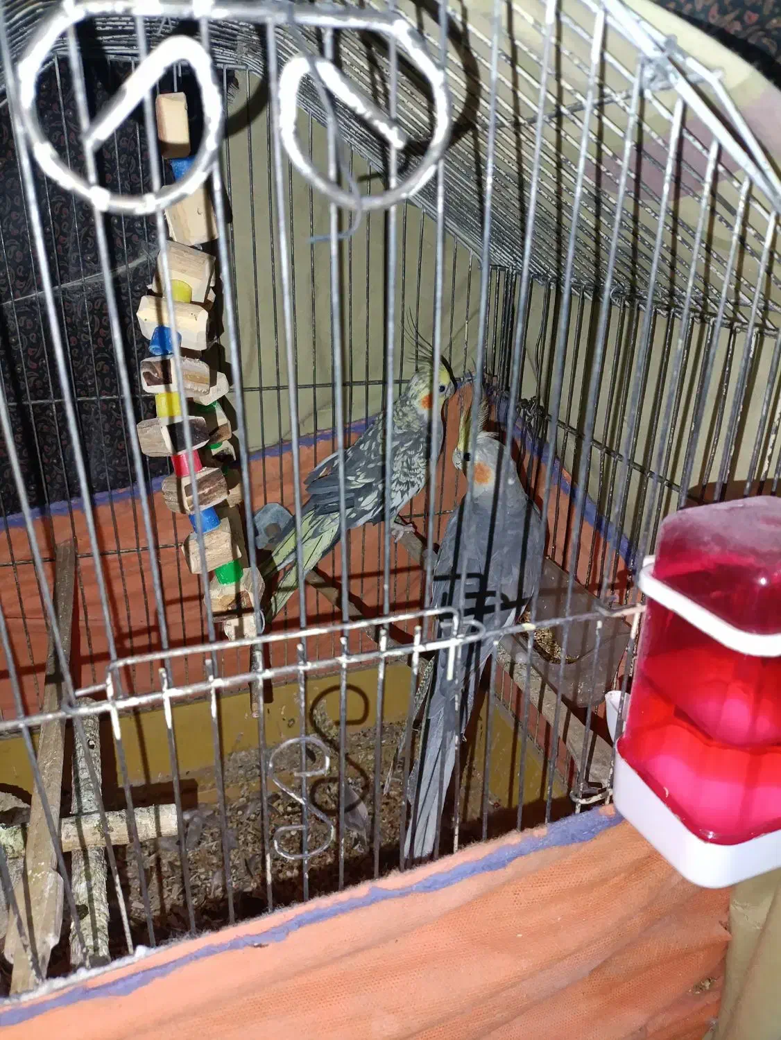 عروس هلندی‌سخنگو|پرنده|قم, شهر قائم|دیوار