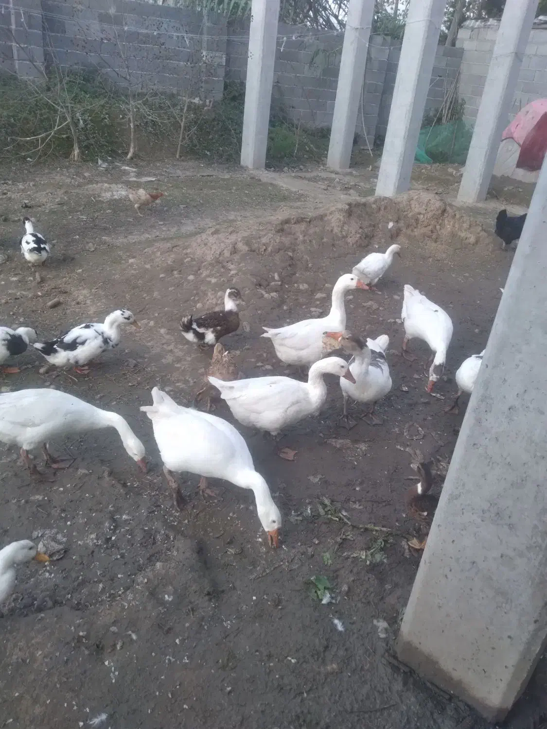 غوغازدورگه نرموجوداست|حیوانات مزرعه|آستانه اشرفیه, |دیوار