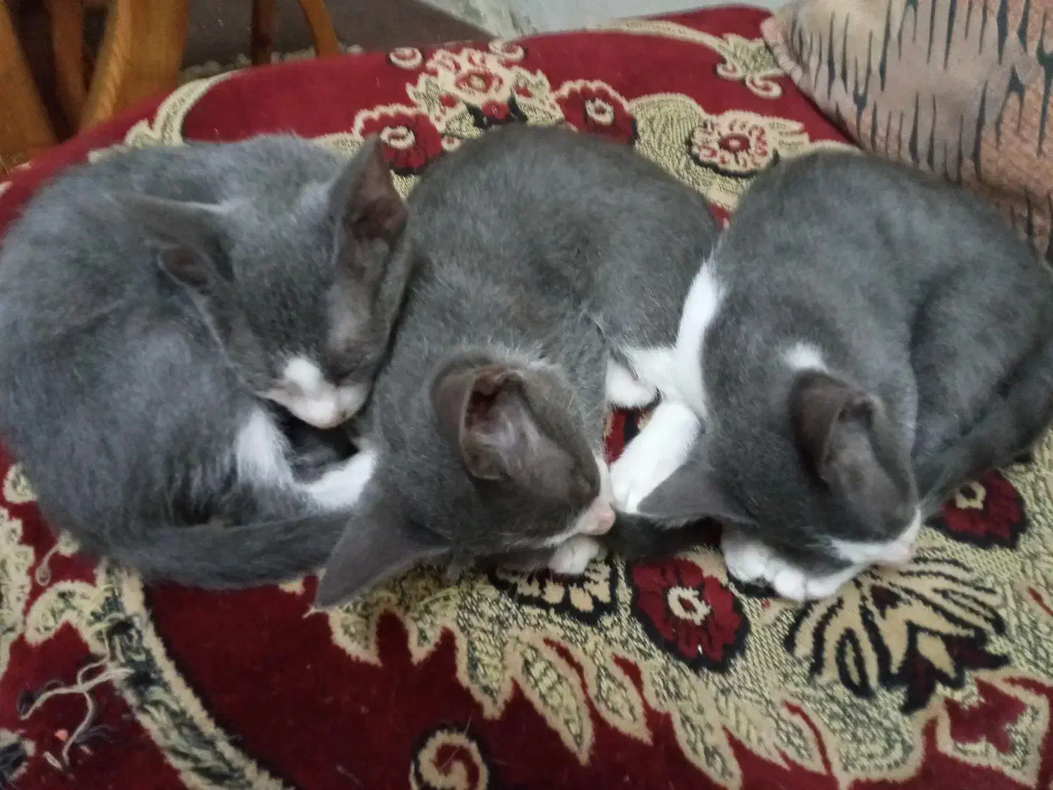 فروش بچه گربه ۳ عدد ۲ملیون|گربه|بندر انزلی, صابرحنان|دیوار