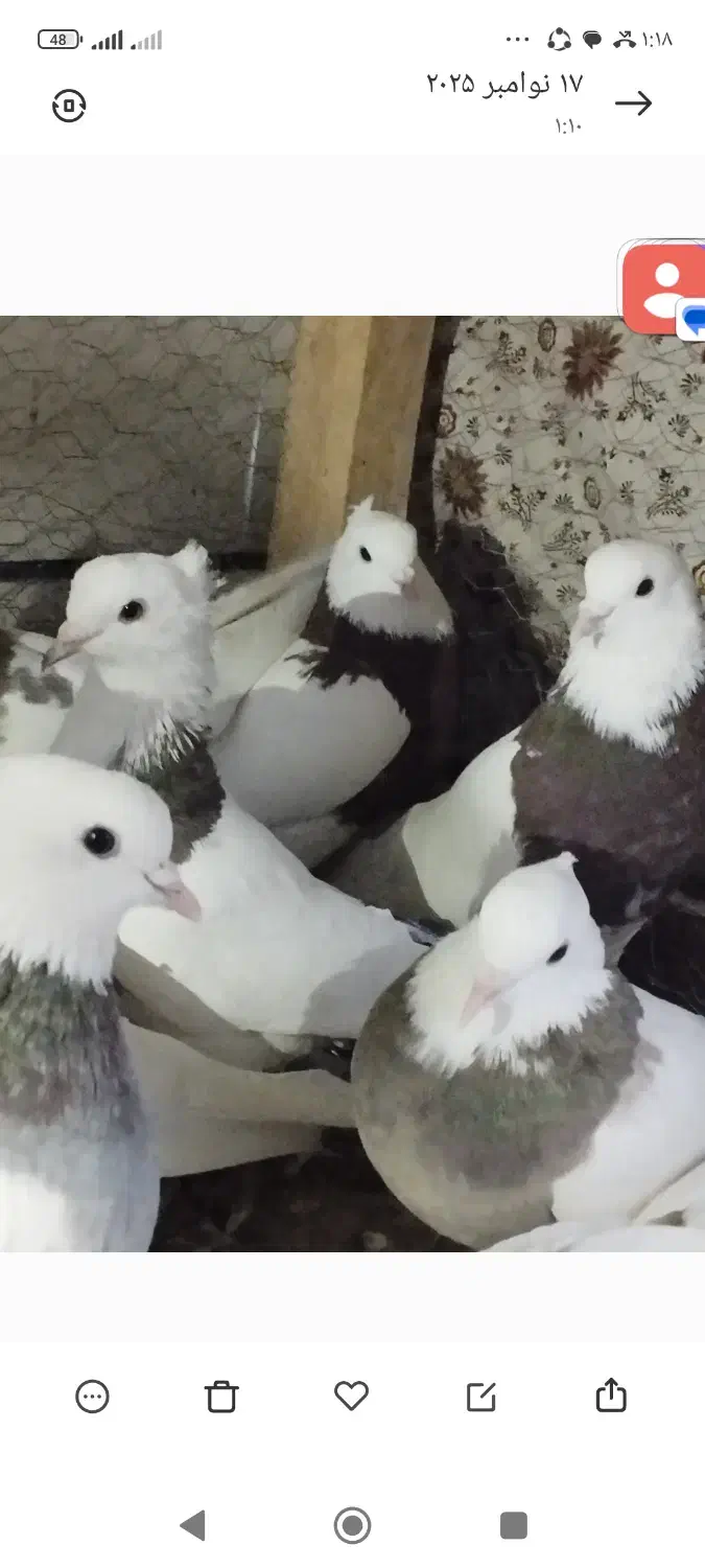 کبوتر رنگی نقش|پرنده|میانه, |دیوار