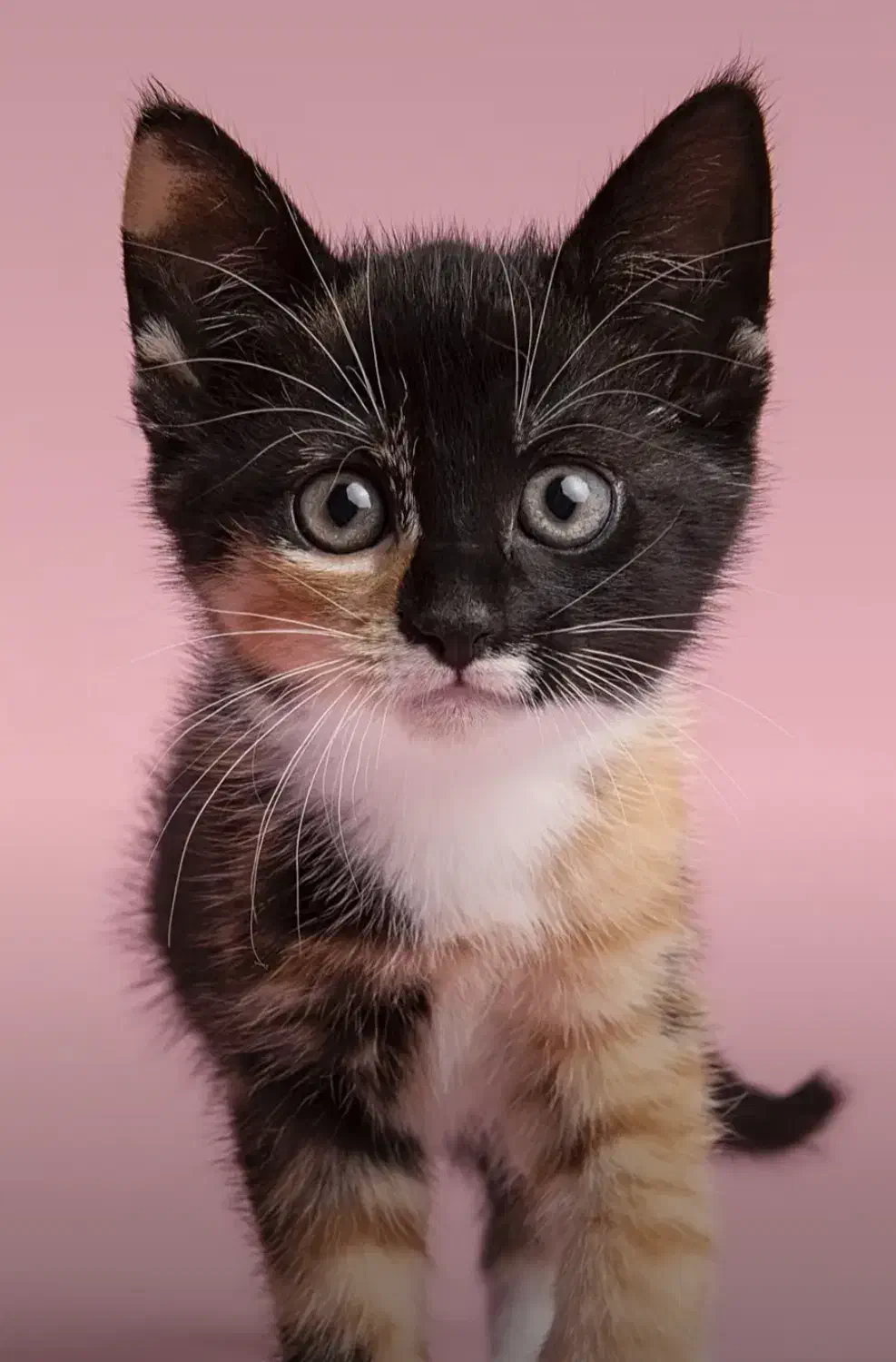 نیروی خدماتی|استخدام سرایداری و نظافت|رشت, گلباغ نماز|دیوار