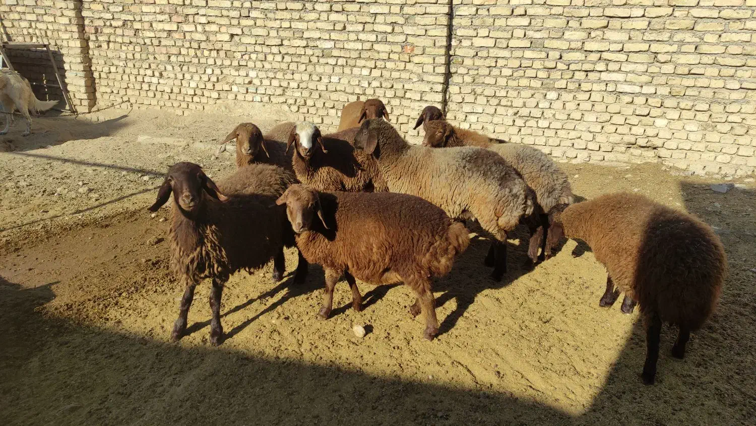 بره ماده هترو|حیوانات مزرعه|بجنورد, |دیوار