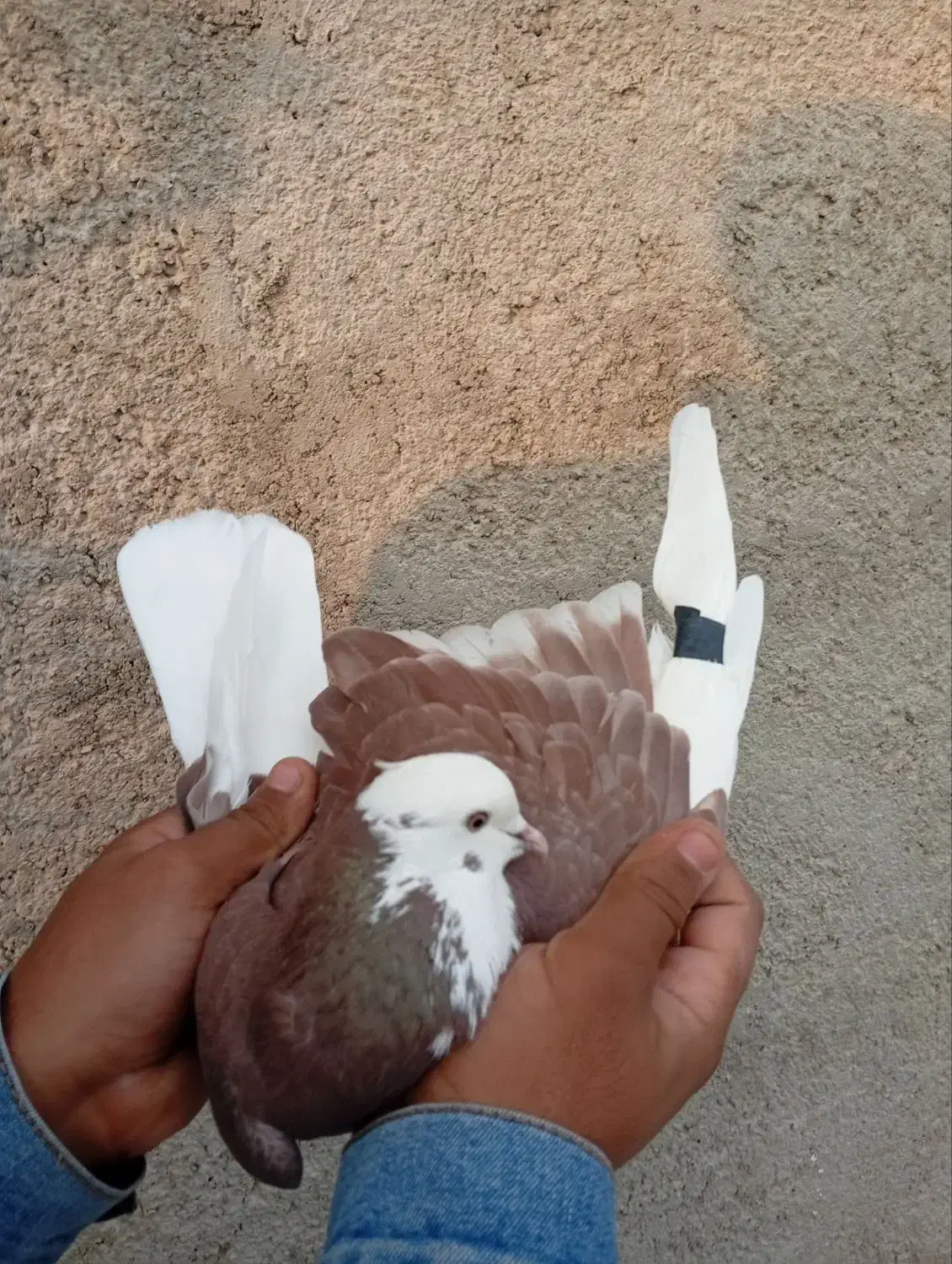 کفتر تهران|پرنده|پاکدشت, پاکدشت (مامازند)|دیوار