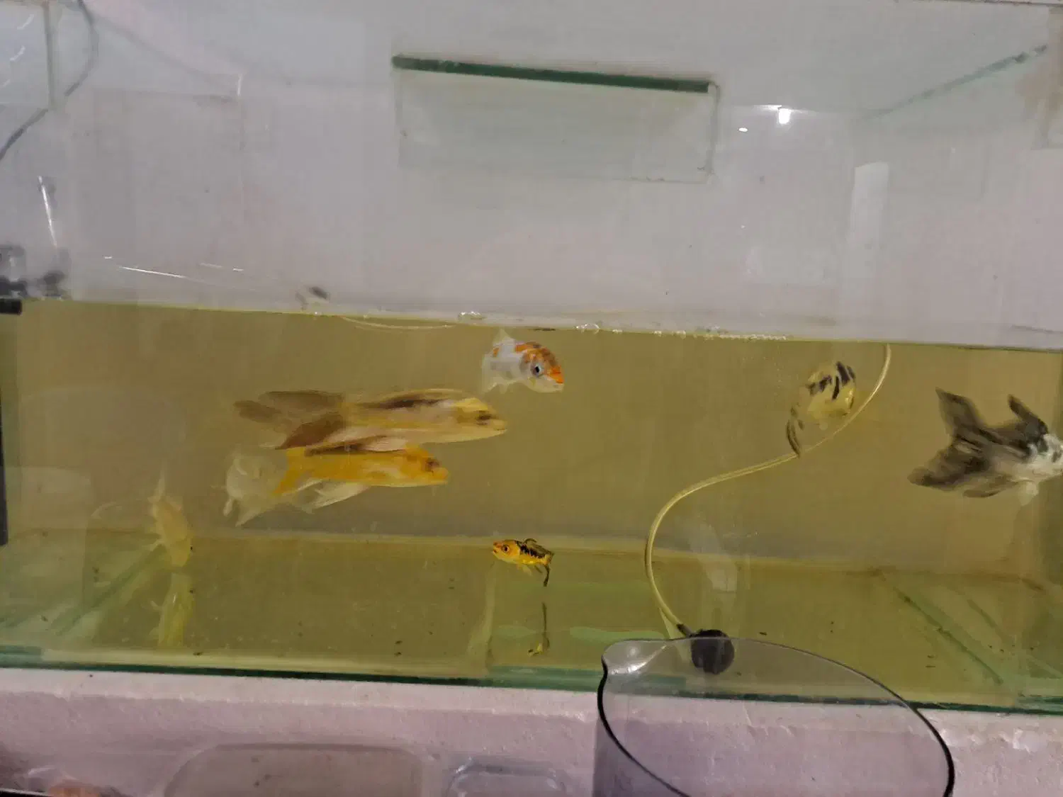 ماهی کوی|ماهی|شیراز, صاحب الزمان|دیوار