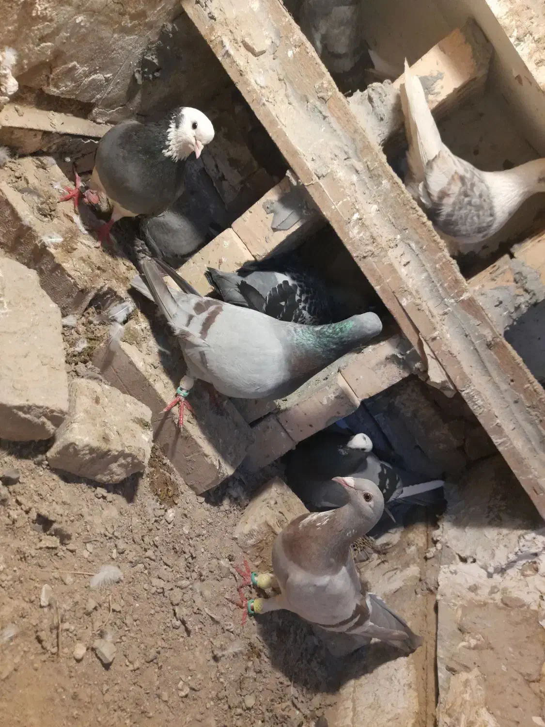 کبوتر|پرنده|تهران, پامنار|دیوار