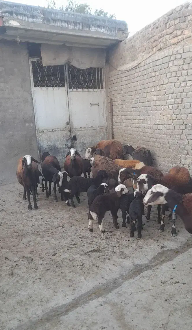 میش بره|حیوانات مزرعه|بروجرد, |دیوار