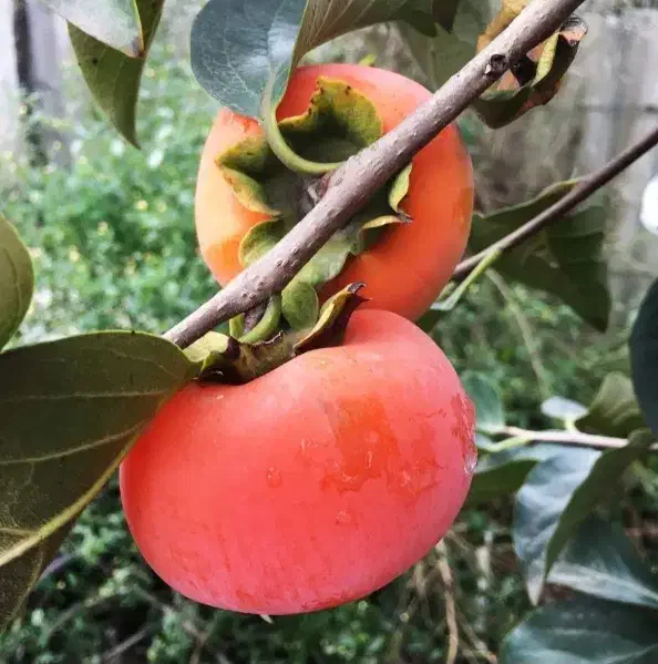 خرمالو پیوندی صد در صد طبیعی و ارگانیک|خوردنی و آشامیدنی|بندر انزلی, نوروزی|دیوار