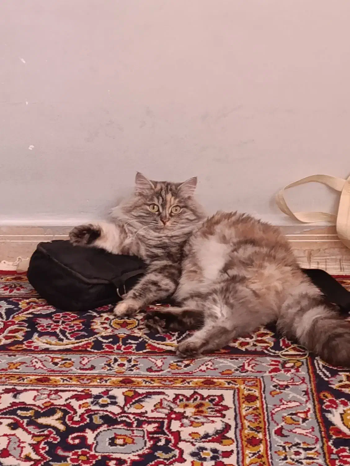 پرشین|گربه|بندرعباس, |دیوار