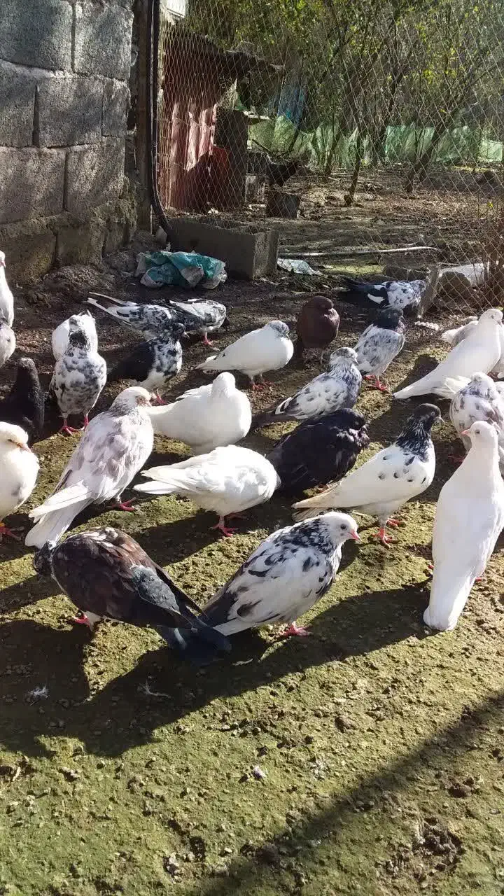 کبوتر پرشی|پرنده|آستانه اشرفیه, |دیوار