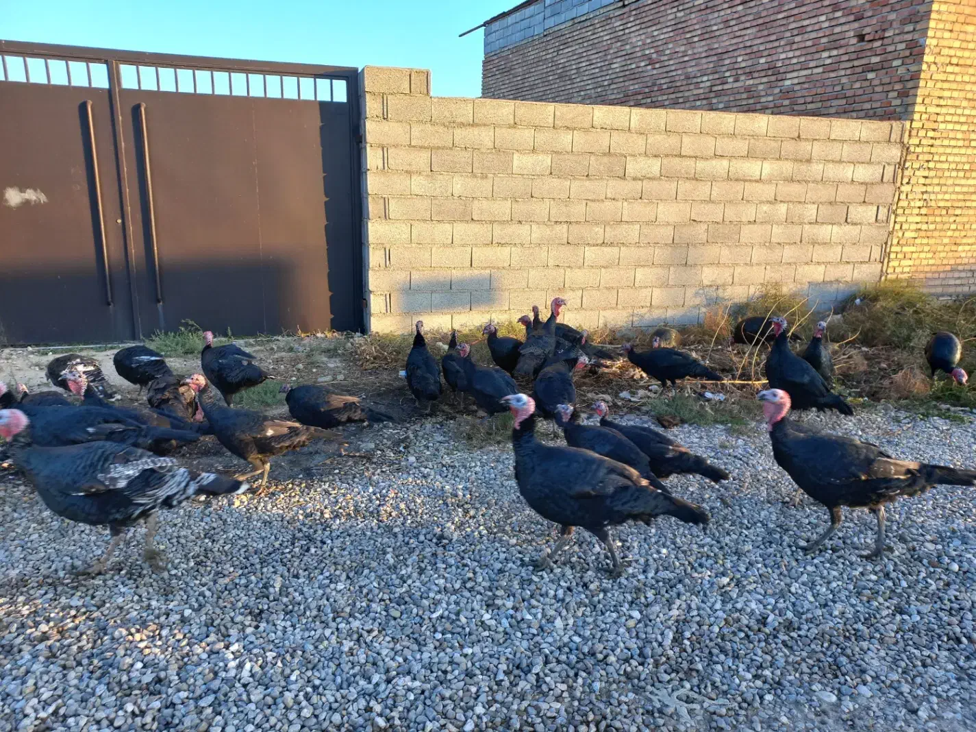 بوقلمون|حیوانات مزرعه|گنبد کاووس, |دیوار