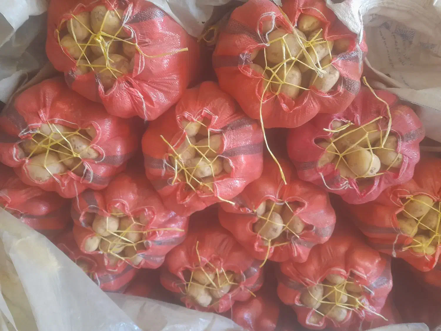 سیب زمینی ۳۵۰ کیلو|خوردنی و آشامیدنی|دهگلان, |دیوار