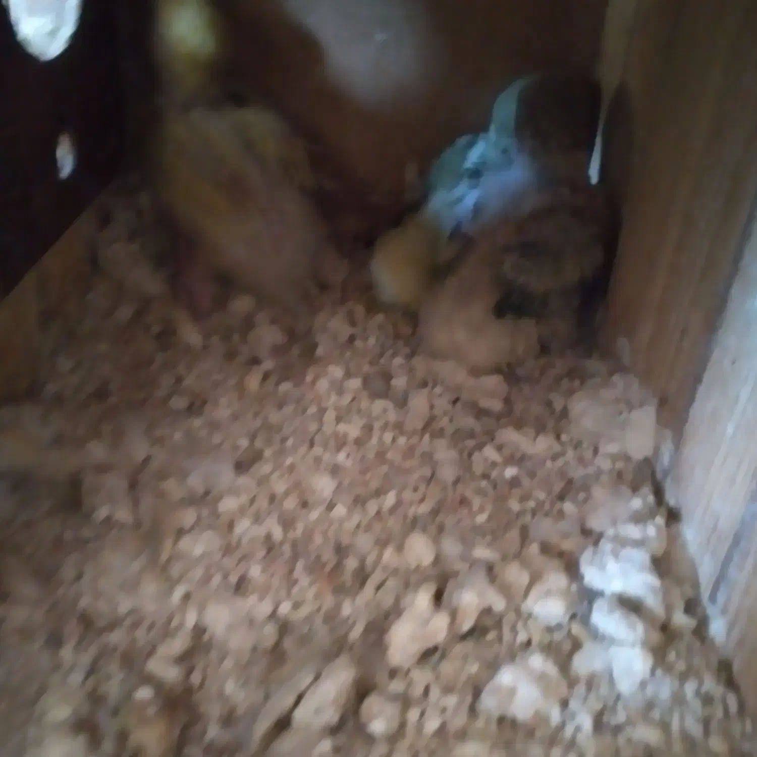 کوتوله مولدباجوجه .گریچیک مولدآماده|پرنده|آران و بیدگل, |دیوار