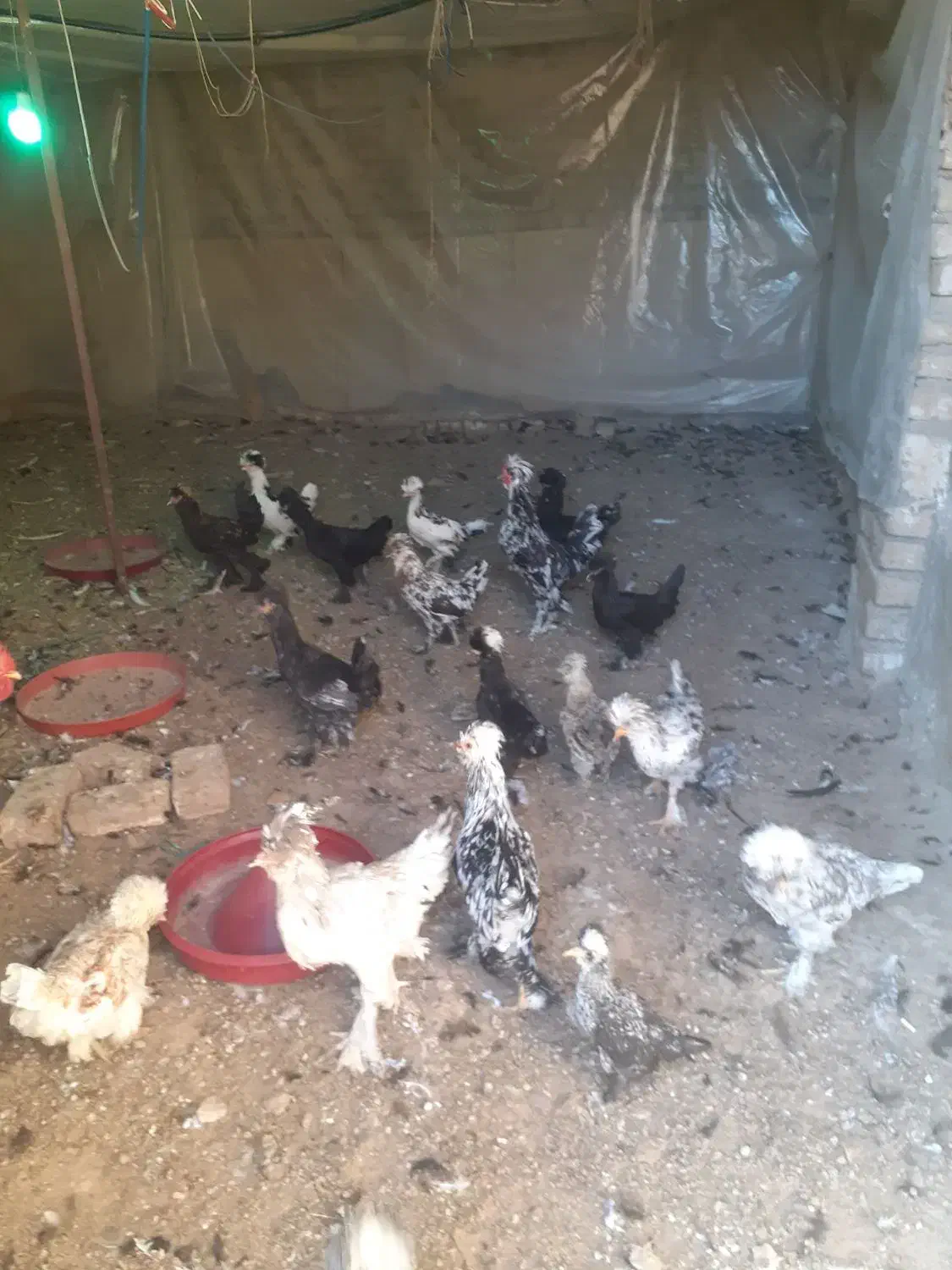 نیمچه پنچ ماهه سلطان|حیوانات مزرعه|زاویه, |دیوار