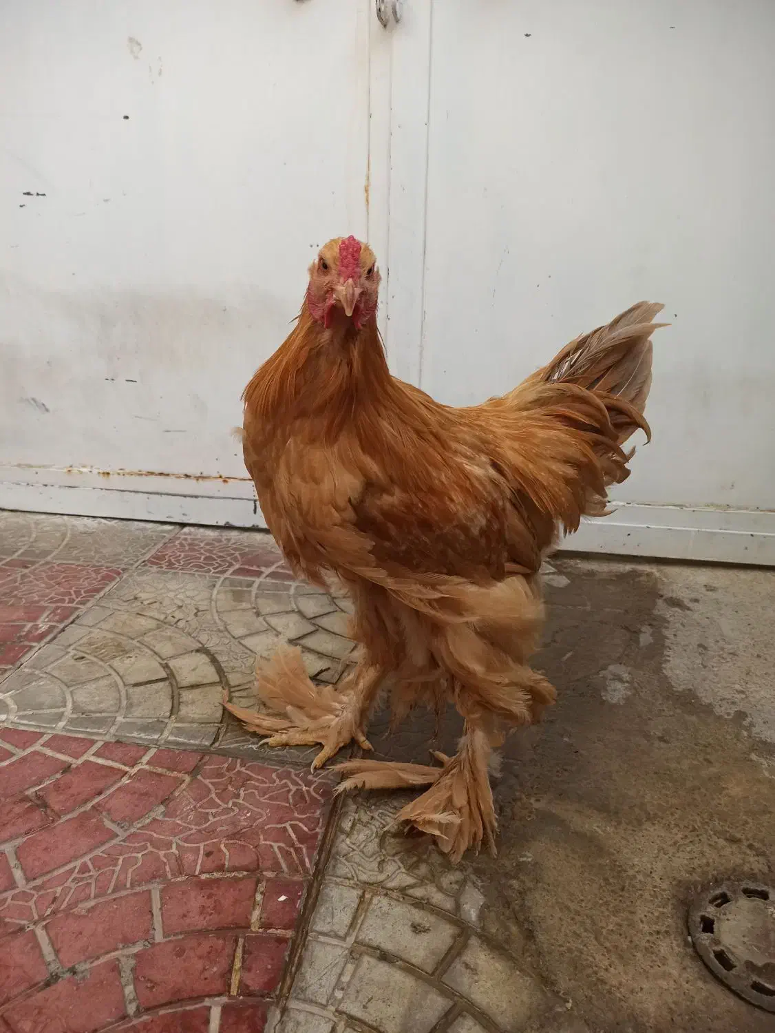 خروس برهما|حیوانات مزرعه|بانه, |دیوار