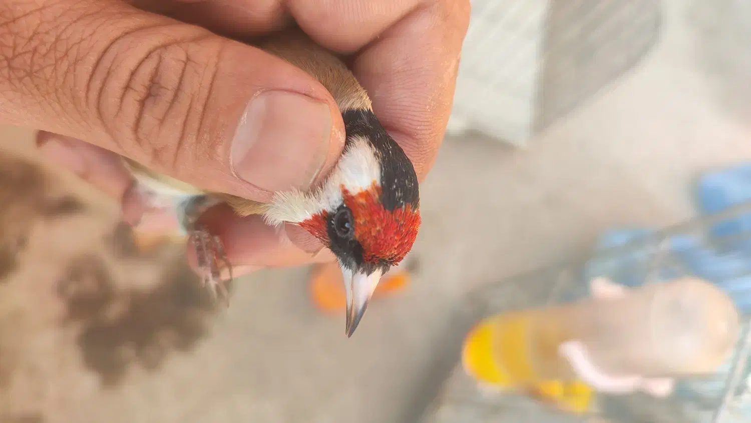 سهره جوجه امسالی کراوات گل بلند|پرنده|اسلامشهر, شهرک امام حسین (میان آباد)|دیوار