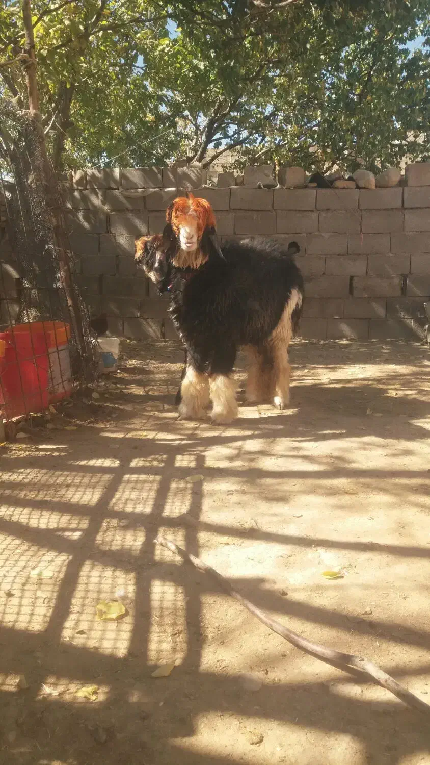 میش قوچ بره ماده ترکی اصل|حیوانات مزرعه|کوهرنگ, |دیوار