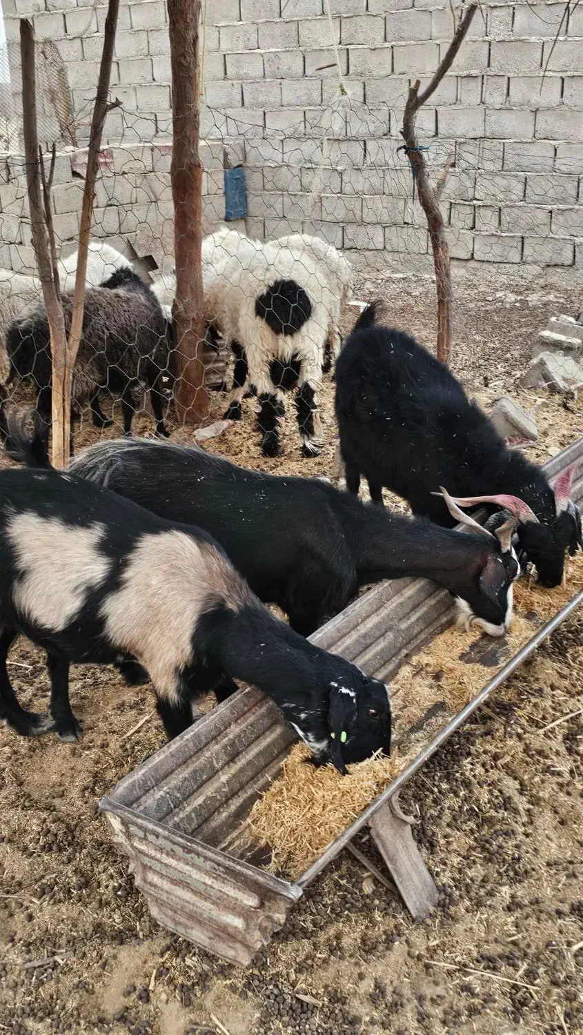 بز و گوسفند اصیل آبستن|حیوانات مزرعه|هیرمند, |دیوار