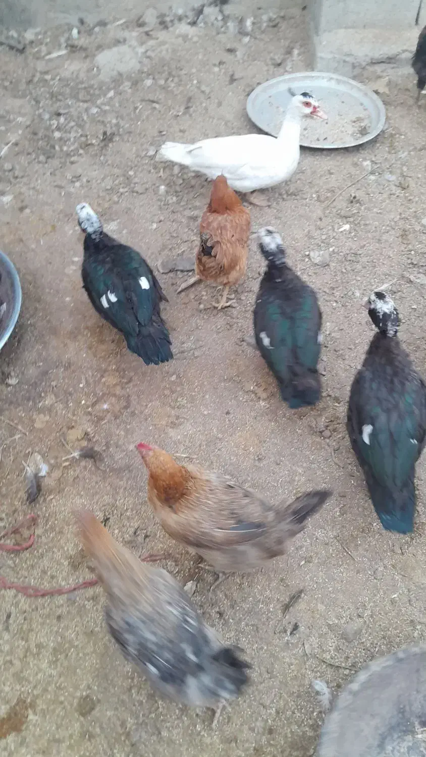 اردک اسرایلی|حیوانات مزرعه|دینور, |دیوار