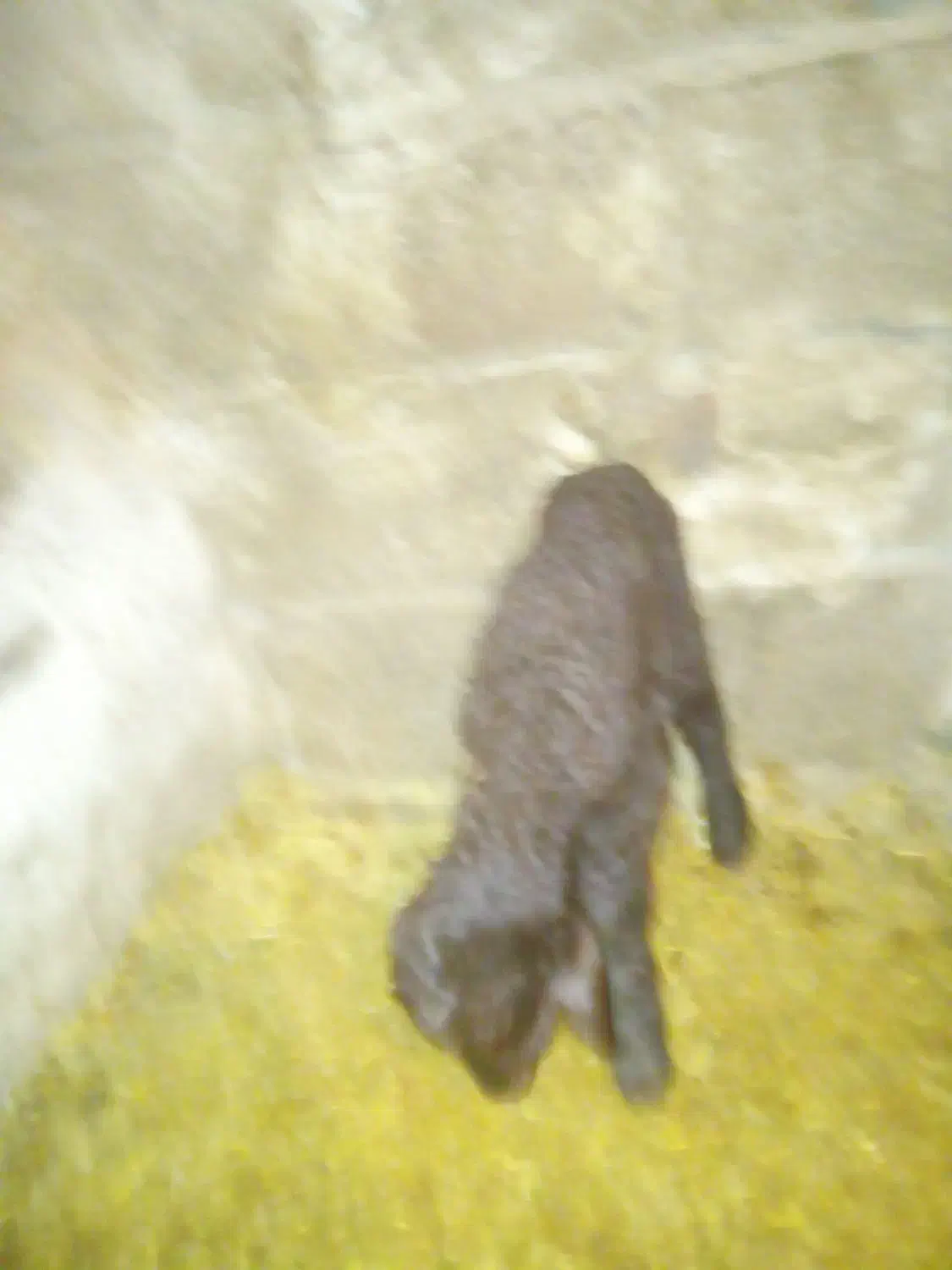 بره|حیوانات مزرعه|کنگاور, |دیوار