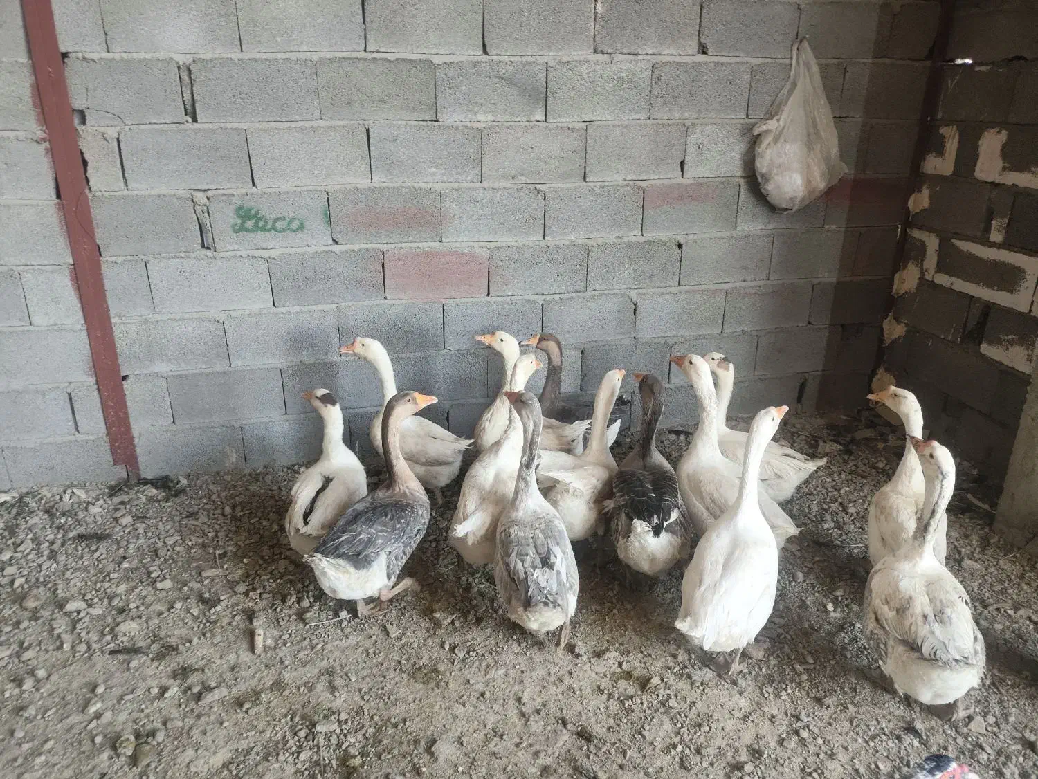 فروش توافقی غوغاز و بوقلمون|حیوانات مزرعه|جعفرآباد, |دیوار