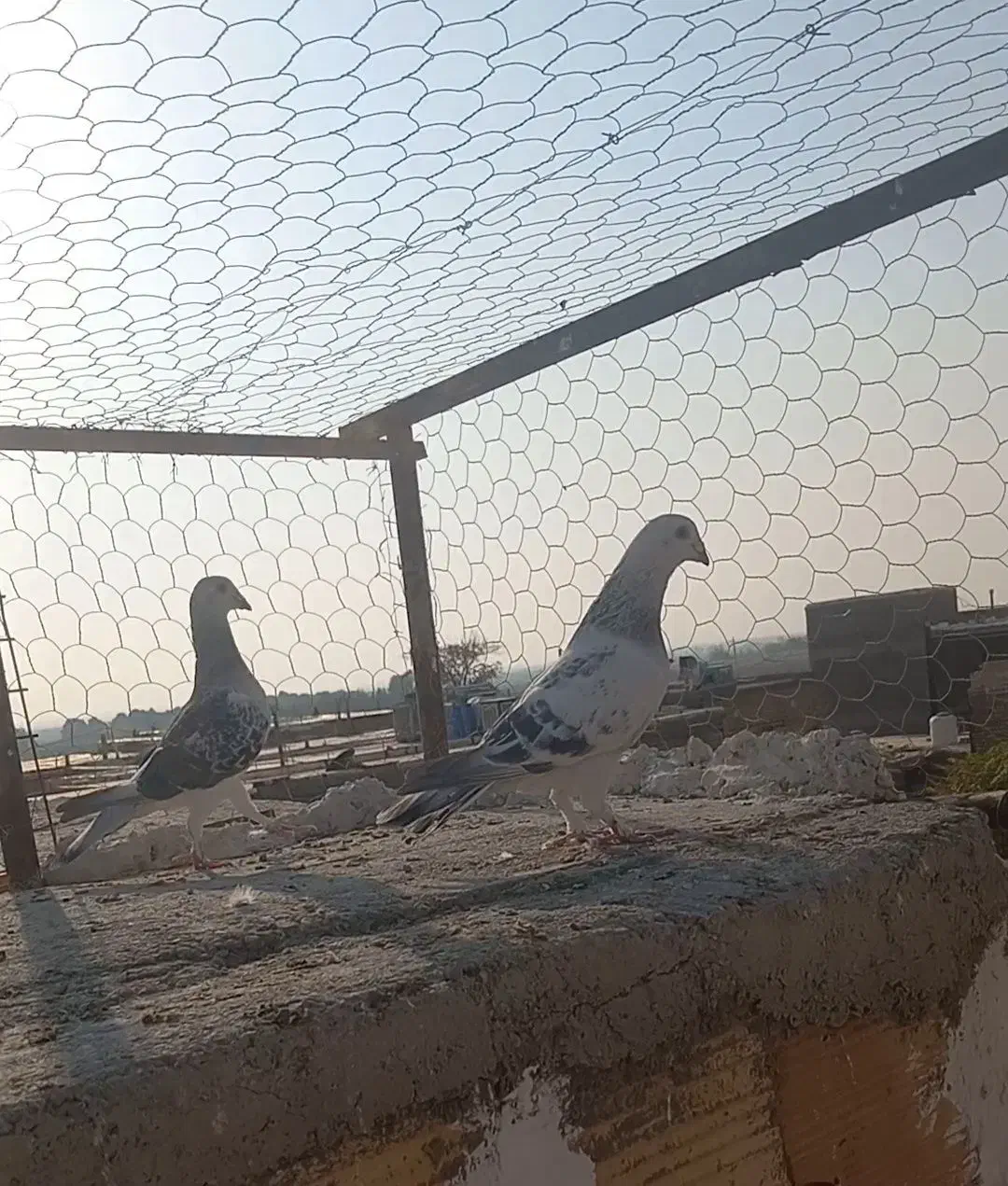 کبوتر شامی|پرنده|رامیان, |دیوار