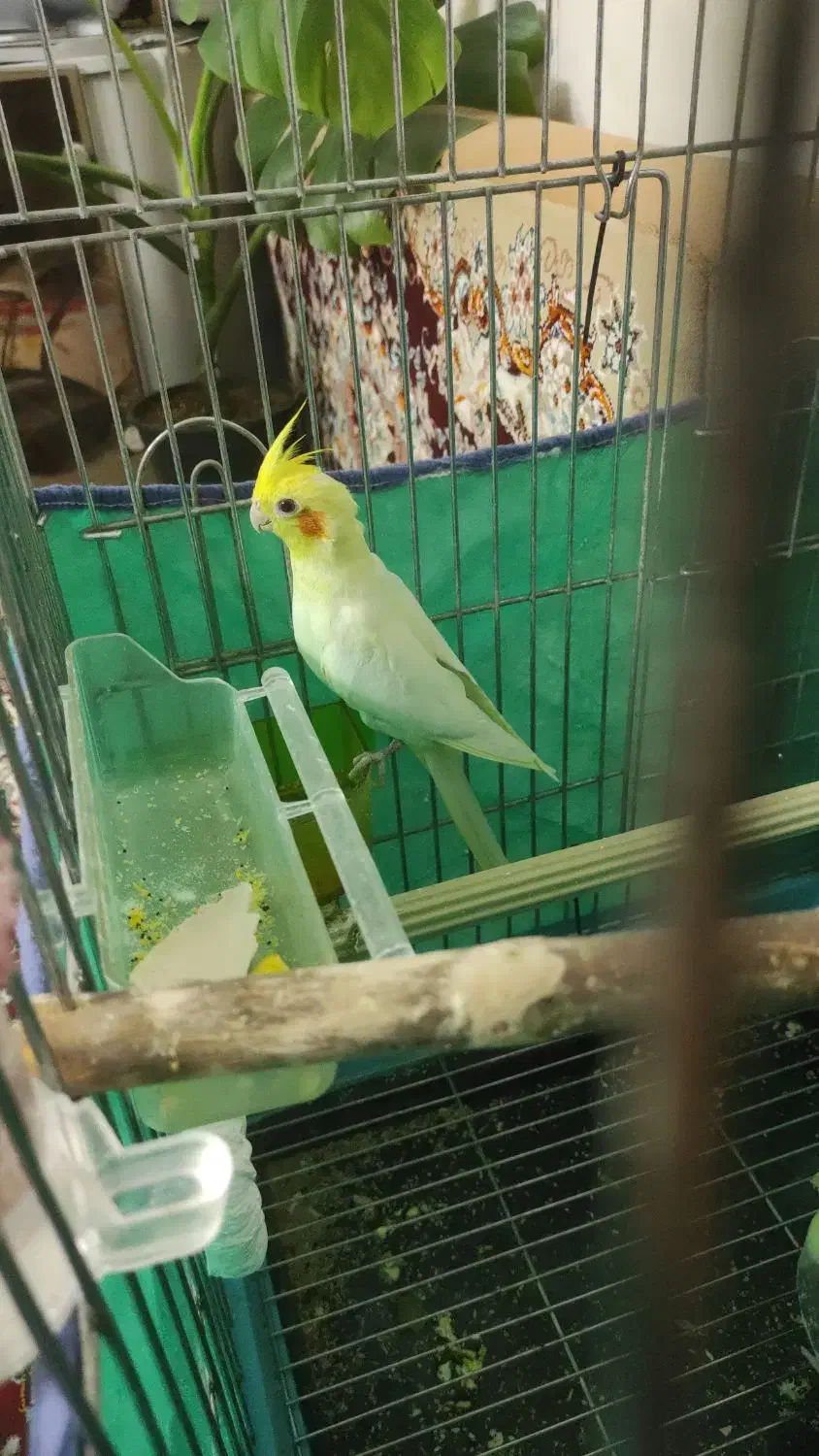 عروس هلندی مولد|پرنده|مشکین‌دشت, |دیوار