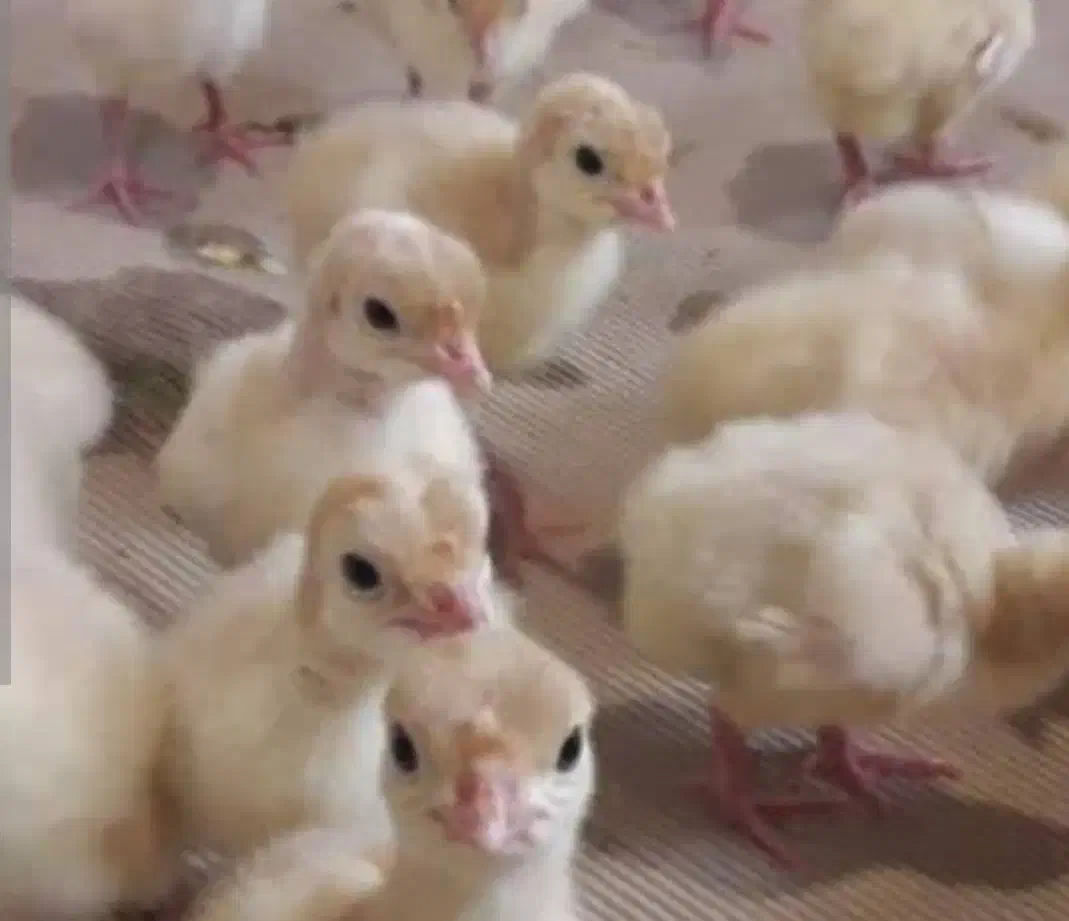 جوجه بوقلمون|حیوانات مزرعه|بیرجند, |دیوار