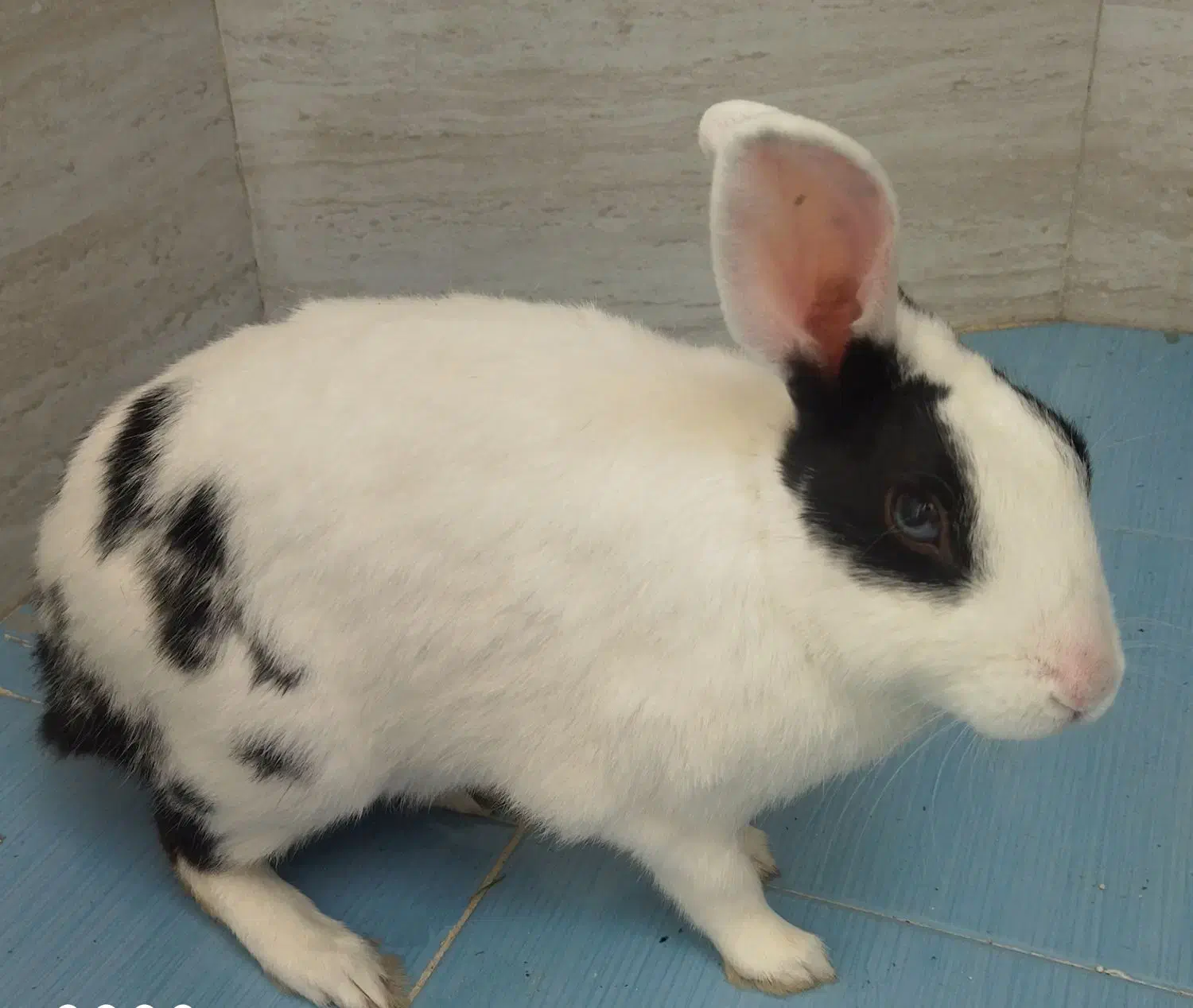 واگذاری خرگوش|موش و خرگوش|شیراز, شهرک مفتح|دیوار