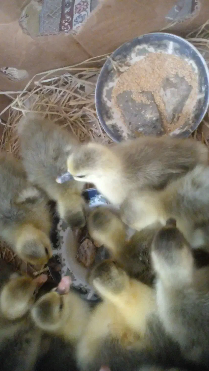 جوجه غاز محلی زیر پر در اومدن خیلی سرحال|حیوانات مزرعه|گلوگاه بابل (گلیا), |دیوار