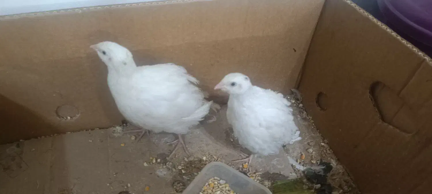 بلدرچین|پرنده|کرمان, |دیوار