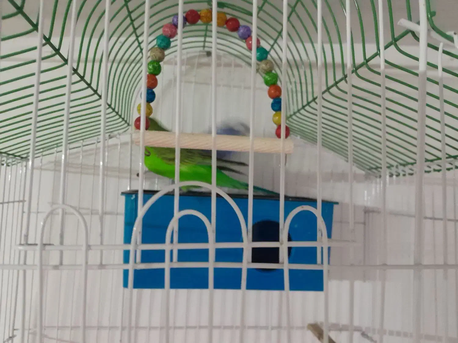 مرغ عشق با قفس و همه چیز|پرنده|بجنورد, |دیوار