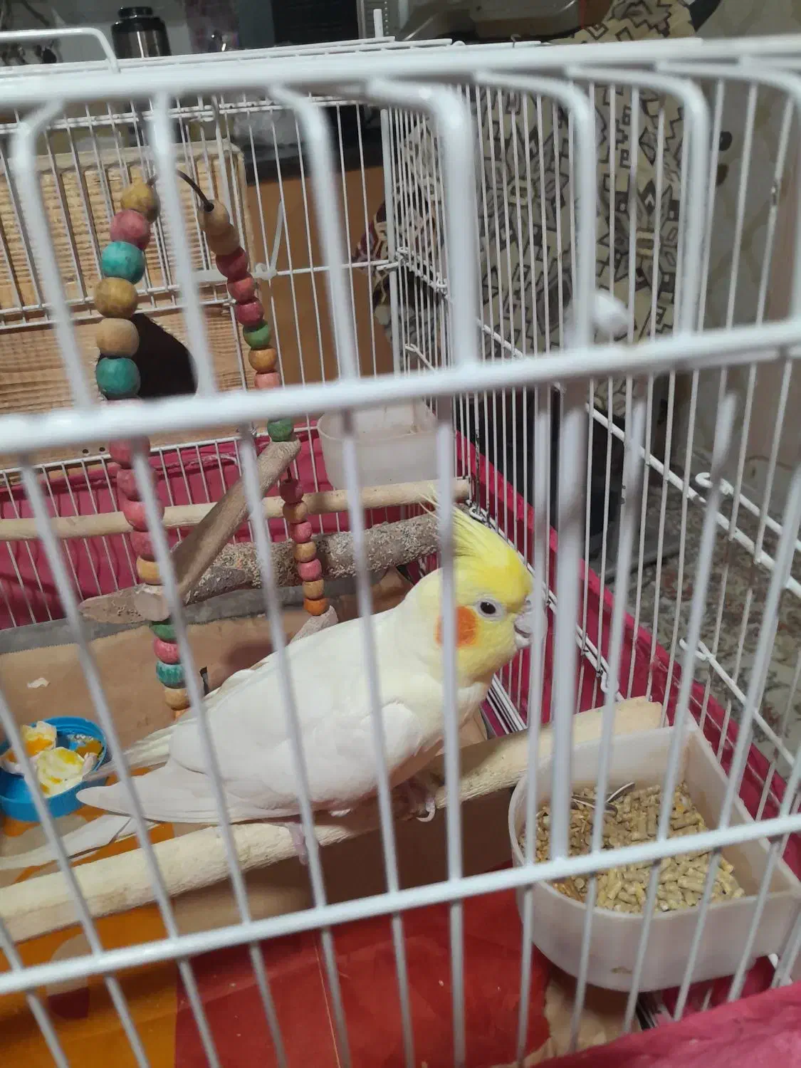 عروس هلندی لوتینو|پرنده|شیراز, معالیآباد|دیوار