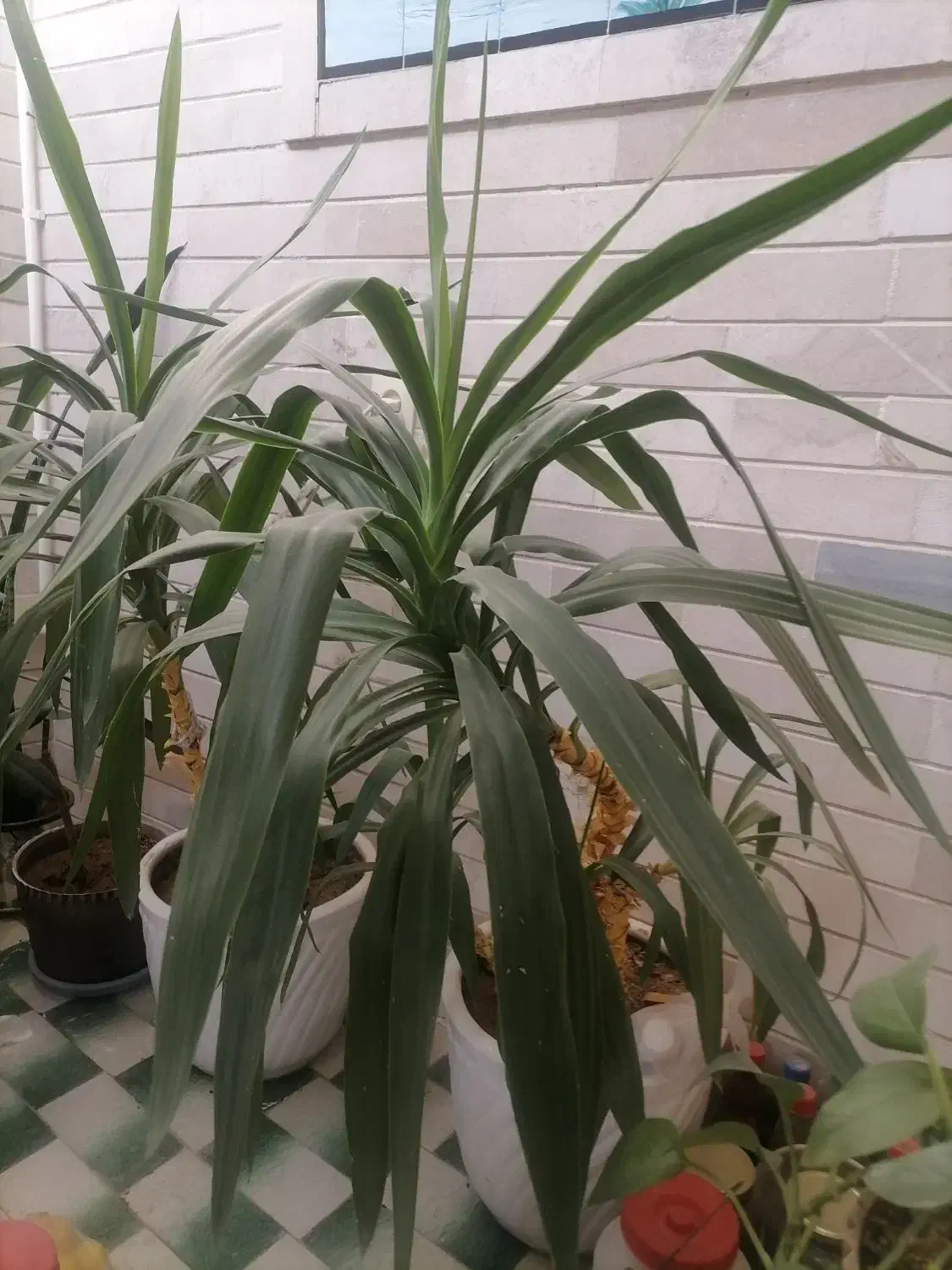 دو عدد گل زیبا به همراه گلدان سرامیکی|گل و گیاه طبیعی|اسفراین, |دیوار