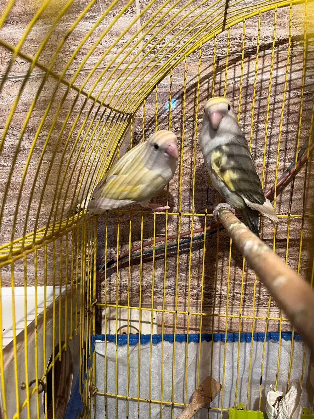 طوطی برزیلی|پرنده|بندر ماهشهر, |دیوار