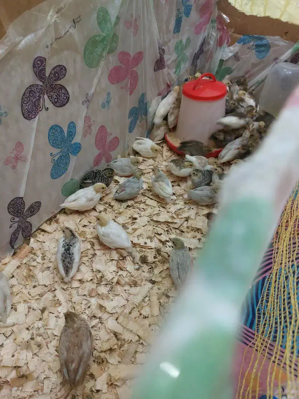 بلدرچین مینیاتوری|پرنده|رشت, باهنر|دیوار