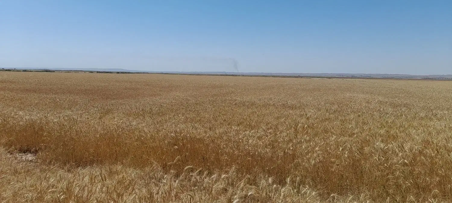 اجاره زمین کشاورزی فرخ آباد|اجارهٔ دفتر صنعتی، کشاورزی، تجاری|دهلران, |دیوار