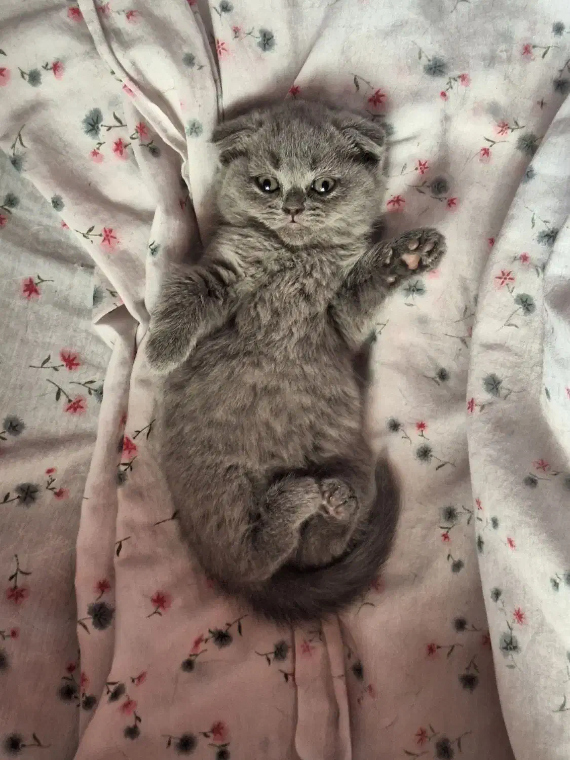 اسکاتیش بریتیش گربه|گربه|تهران, مجیدآباد|دیوار